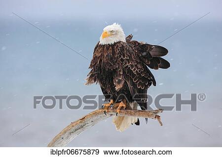 Bald eagle, Bald eagle (Haliaeetus leucocephalus), Homer, Kenai Peninsula, Alaska, USA, North America View Large Photo Image Stock Photo - Bald eagle, Bald eagle (Haliaeetus leucocephalus), Homer, Kenai Peninsula, Alaska, USA, North America. Fotosearch