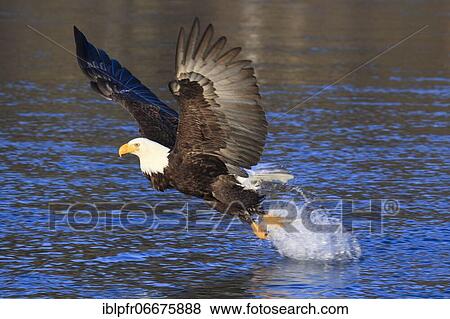 Stock Photo - Bald eagle, Bald eagle (Haliaeetus leucocephalus), Homer, Kenai Peninsula, Alaska, USA, North America. Fotosearch