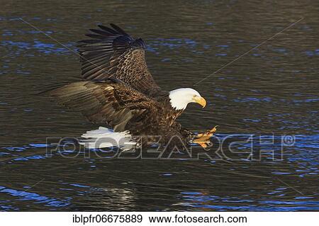 Bald eagle, Bald eagle (Haliaeetus leucocephalus), Homer, Kenai Peninsula, Alaska, USA, North America View Large Photo Image Stock Photo - Bald eagle, Bald eagle (Haliaeetus leucocephalus), Homer, Kenai Peninsula, Alaska, USA, North America. Fotosearch