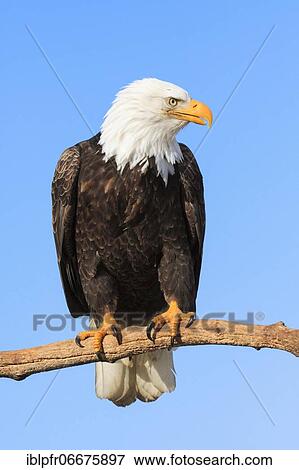 Bald eagle, Bald eagle (Haliaeetus leucocephalus), Homer, Kenai Peninsula, Alaska, USA, North America View Large Photo Image Stock Photo - Bald eagle, Bald eagle (Haliaeetus leucocephalus), Homer, Kenai Peninsula, Alaska, USA, North America. Fotosearch