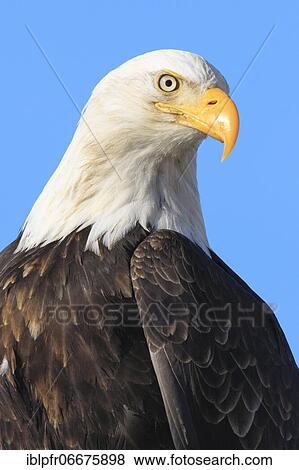 Stock Photo - Bald eagle, Bald eagle (Haliaeetus leucocephalus), Homer, Kenai Peninsula, Alaska, USA, North America. Fotosearch