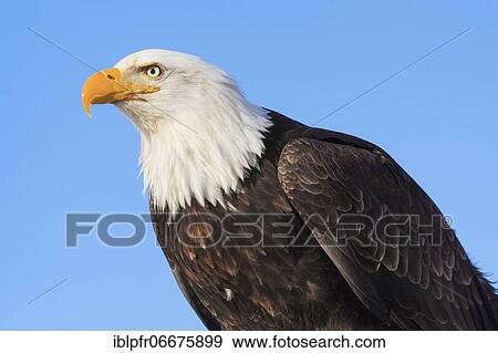 Bald eagle, Bald eagle (Haliaeetus leucocephalus), Homer, Kenai Peninsula, Alaska, USA, North America View Large Photo Image Stock Photo - Bald eagle, Bald eagle (Haliaeetus leucocephalus), Homer, Kenai Peninsula, Alaska, USA, North America. Fotosearch