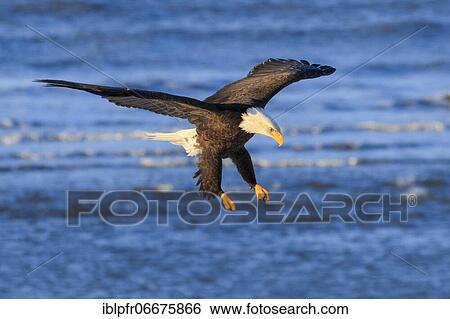 Stock Photograph - Bald eagle, Bald eagle (Haliaeetus leucocephalus), Homer, Kenai Peninsula, Alaska, USA, North America. Fotosearch