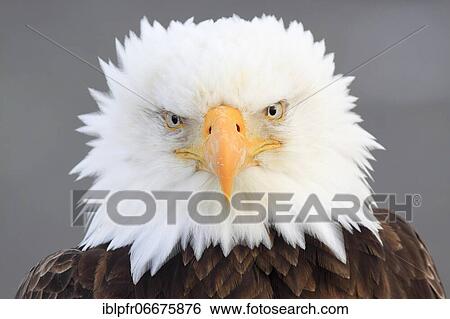 Bald eagle, Bald eagle (Haliaeetus leucocephalus), Homer, Kenai Peninsula, Alaska, USA, North America View Large Photo Image Stock Photograph - Bald eagle, Bald eagle (Haliaeetus leucocephalus), Homer, Kenai Peninsula, Alaska, USA, North America. Fotosearch