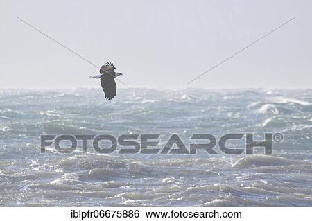 Bald eagle, Bald eagle (Haliaeetus leucocephalus), Homer, Kenai Peninsula, Alaska, USA, North America View Large Photo Image Stock Photograph - Bald eagle, Bald eagle (Haliaeetus leucocephalus), Homer, Kenai Peninsula, Alaska, USA, North America. Fotosearch