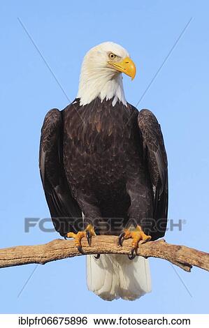 Stock Photograph - Bald eagle, Bald eagle (Haliaeetus leucocephalus), Homer, Kenai Peninsula, Alaska, USA, North America. Fotosearch