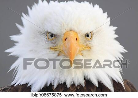Bald eagle, Bald eagle (Haliaeetus leucocephalus), Homer, Kenai Peninsula, Alaska, USA, North America View Large Photo Image Stock Photography - Bald eagle, Bald eagle (Haliaeetus leucocephalus), Homer, Kenai Peninsula, Alaska, USA, North America. Fotosearch