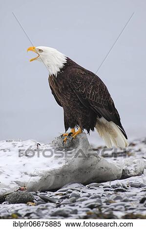 Bald eagle, Bald eagle (Haliaeetus leucocephalus), Homer, Kenai Peninsula, Alaska, USA, North America View Large Photo Image Stock Photography - Bald eagle, Bald eagle (Haliaeetus leucocephalus), Homer, Kenai Peninsula, Alaska, USA, North America. Fotosearch