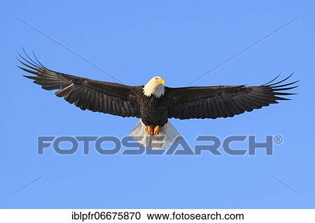 Bald eagle (Haliaeetus leucocephalus), Homer, Kenai Peninsula, Alaska, USA, North America View Large Photo Image Stock Image - Bald eagle (Haliaeetus leucocephalus), Homer, Kenai Peninsula, Alaska, USA, North America. Fotosearch