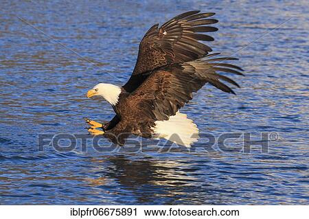 Bald Eagle (Haliaeetus leucocephalus), Alaska, USA, North America View Large Photo Image Stock Image - Bald Eagle (Haliaeetus leucocephalus), Alaska, USA, North America. Fotosearch