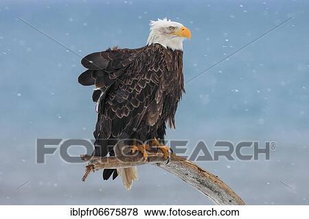 Stock Photo - Bald Eagle (Haliaeetus leucocephalus), Alaska, USA, North America. Fotosearch