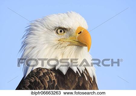 Bald Eagle Portrait, USA, North America View Large Photo Image Stock Image - Bald Eagle Portrait, USA, North America. Fotosearch