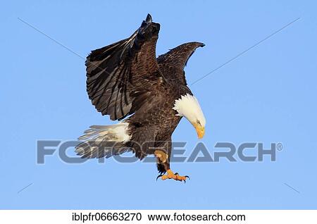 Bald Eagle Portrait, USA, North America View Large Photo Image Stock Image - Bald Eagle Portrait, USA, North America. Fotosearch