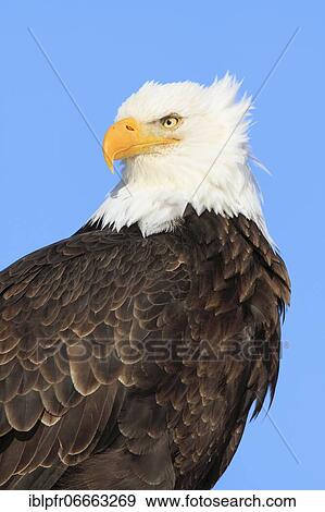 Bald Eagle Portrait, USA, North America View Large Photo Image Stock Photo - Bald Eagle Portrait, USA, North America. Fotosearch