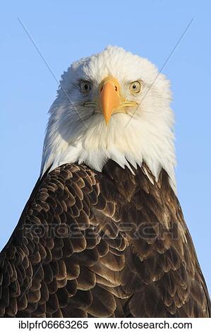 Stock Photography - Bald Eagle Portrait, USA, North America. Fotosearch