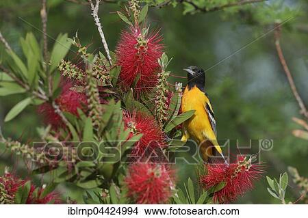 Baltimore Oriole (Icterus galbula), adult male, perched on blooming Lemon Bottlebrush, Crimson Bottlebrush (Melaleuca citrina), South Padre Island, Texas, USA, North America View Large Photo Image Picture - Baltimore Oriole (Icterus galbula), adult male, perched on blooming Lemon Bottlebrush, Crimson Bottlebrush (Melaleuca citrina), South Padre Island, Texas, USA, North America. Fotosearch