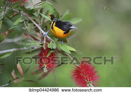 Baltimore Oriole (Icterus galbula), adult male, perched on blooming Lemon Bottlebrush, Crimson Bottlebrush (Melaleuca citrina), South Padre Island, Texas, USA, North America View Large Photo Image Stock Photograph - Baltimore Oriole (Icterus galbula), adult male, perched on blooming Lemon Bottlebrush, Crimson Bottlebrush (Melaleuca citrina), South Padre Island, Texas, USA, North America. Fotosearch