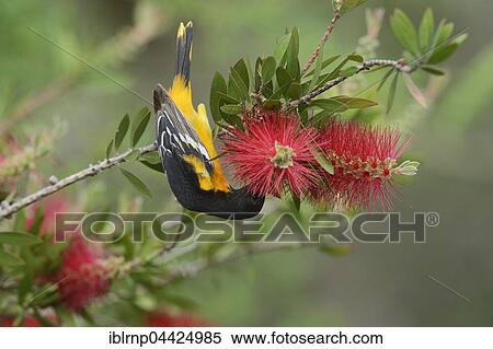 Baltimore Oriole (Icterus galbula), adult male, feeding on blooming Lemon Bottlebrush, Crimson Bottlebrush (Melaleuca citrina), South Padre Island, Texas, USA, North America View Large Photo Image Stock Photography - Baltimore Oriole (Icterus galbula), adult male, feeding on blooming Lemon Bottlebrush, Crimson Bottlebrush (Melaleuca citrina), South Padre Island, Texas, USA, North America. Fotosearch