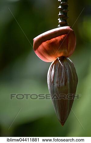 Stock Image - Banana blossom, Jardín de Aclimatión de La Orotava, Botanical Gardens, Puerto de la Cruz, Tenerife, Spain, Europe. Fotosearch