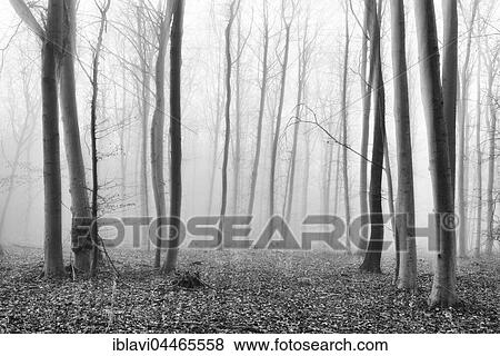 Stock Photo - Bare beech forest in fog, black and white, Kellerwald-Edersee National Park, Hesse, Germany, Europe. Fotosearch
