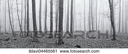 Bare beech forest in fog, Kellerwald-Edersee National Park, Hesse, Germany, Europe View Large Photo Image Stock Image - Bare beech forest in fog, Kellerwald-Edersee National Park, Hesse, Germany, Europe. Fotosearch