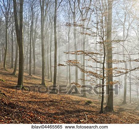 Bare beech forest, rays of sunlight shining through fog, Kellerwald-Edersee National Park, Hesse, Germany, Europe View Large Photo Image Stock Photography - Bare beech forest, rays of sunlight shining through fog, Kellerwald-Edersee National Park, Hesse, Germany, Europe. Fotosearch