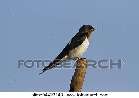 Barn swallow (Hirundo rustica) on tree branch against blue sky, Bueng Boraphet, Nakhon Sawan, Thailand, Asia View Large Photo Image Stock Image - Barn swallow (Hirundo rustica) on tree branch against blue sky, Bueng Boraphet, Nakhon Sawan, Thailand, Asia. Fotosearch