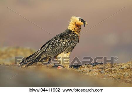Bearded vulture (Gypaetus barbatus) at a feeding place, Giant's Castle National Park, KwaZulu-Natal, South Africa, Africa View Large Photo Image Stock Image - Bearded vulture (Gypaetus barbatus) at a feeding place, Giant's Castle National Park, KwaZulu-Natal, South Africa, Africa. Fotosearch