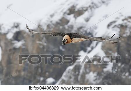 Bearded Vulture (Gypaetus barbatus) in flight, Swiss Alps, Switzerland, Europe View Large Photo Image Stock Photo - Bearded Vulture (Gypaetus barbatus) in flight, Swiss Alps, Switzerland, Europe. Fotosearch