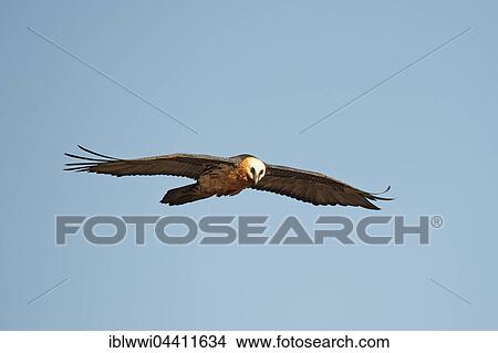 Picture - Bearded vulture in flight (Gypaetus barbatus), Giant's Castle National Park, Kwazulu-Natal, South Africa, Africa. Fotosearch