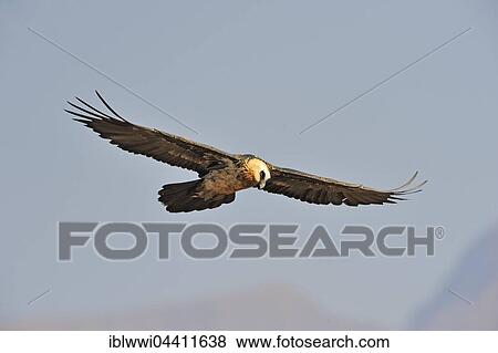 Stock Photo - Bearded vulture in flight (Gypaetus barbatus), Giant's Castle National Park, Kwazulu-Natal, South Africa, Africa. Fotosearch