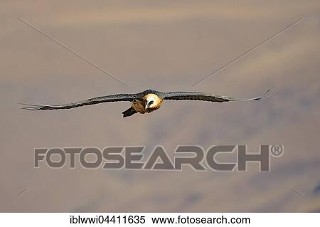 Bearded vulture in flight (Gypaetus barbatus), Giant's Castle National Park, Kwazulu-Natal, South Africa, Africa View Large Photo Image Stock Photography - Bearded vulture in flight (Gypaetus barbatus), Giant's Castle National Park, Kwazulu-Natal, South Africa, Africa. Fotosearch