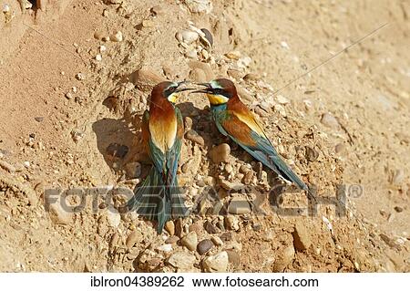 Bee-eater (Merops apiaster) at nesting wall, Rhineland-Palatinate, Germany, Europe View Large Photo Image Stock Image - Bee-eater (Merops apiaster) at nesting wall, Rhineland-Palatinate, Germany, Europe. Fotosearch