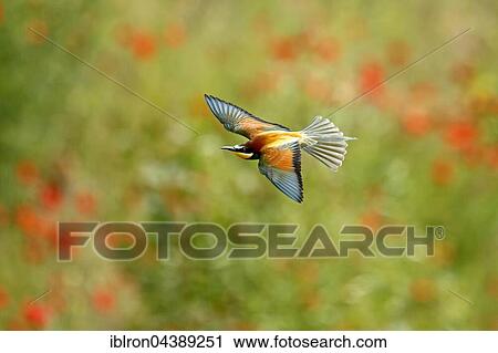 Bee-eater (Merops apiaster) in flight, Rhineland-Palatinate, Germany, Europe View Large Photo Image Stock Image - Bee-eater (Merops apiaster) in flight, Rhineland-Palatinate, Germany, Europe. Fotosearch