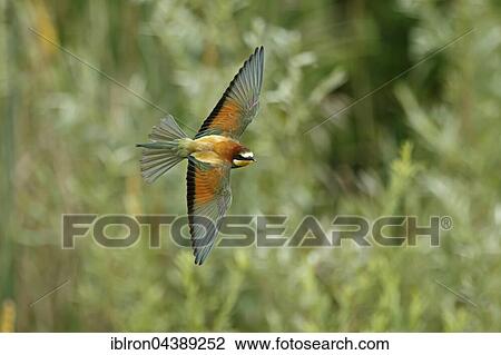 Bee-eater (Merops apiaster) in flight, Rhineland-Palatinate, Germany, Europe View Large Photo Image Stock Image - Bee-eater (Merops apiaster) in flight, Rhineland-Palatinate, Germany, Europe. Fotosearch