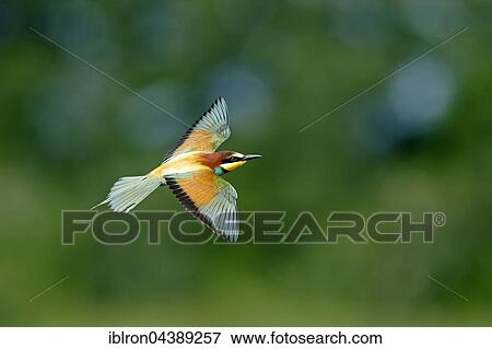 Bee-eater (Merops apiaster) in flight, Rhineland-Palatinate, Germany, Europe View Large Photo Image Stock Photo - Bee-eater (Merops apiaster) in flight, Rhineland-Palatinate, Germany, Europe. Fotosearch