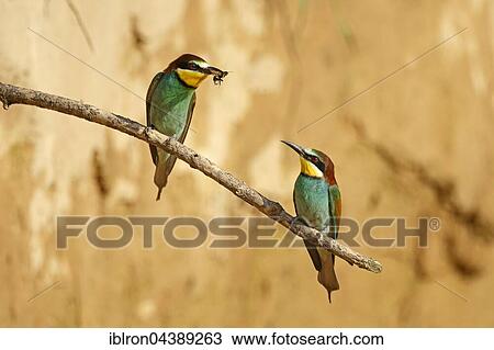 Bee-eaters (Merops apiaster) with insects sitting on branch in front of nesting wall, Rhineland-Palatinate, Germany, Europe View Large Photo Image Stock Image - Bee-eaters (Merops apiaster) with insects sitting on branch in front of nesting wall, Rhineland-Palatinate, Germany, Europe. Fotosearch