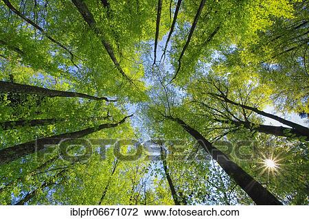 Beech (Fagus), copper beech sylvaticia L., beech, beech tree, Switzerland, Europe View Large Photo Image Stock Image - Beech (Fagus), copper beech sylvaticia L., beech, beech tree, Switzerland, Europe. Fotosearch