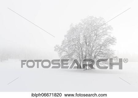 Beech (Fagus) in dense fog, Switzerland, Europe View Large Photo Image Stock Image - Beech (Fagus) in dense fog, Switzerland, Europe. Fotosearch