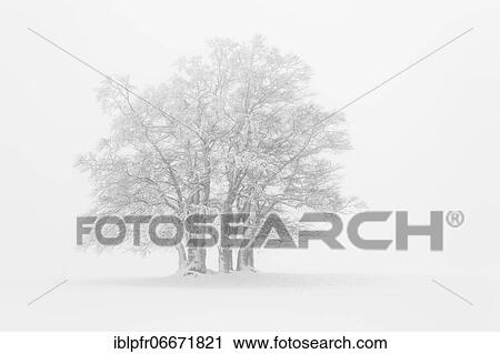 Stock Image - Beech (Fagus) in dense fog, Switzerland, Europe. Fotosearch