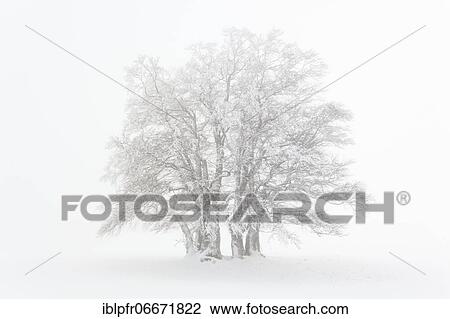 Beech (Fagus) in dense fog, Switzerland, Europe View Large Photo Image Stock Image - Beech (Fagus) in dense fog, Switzerland, Europe. Fotosearch