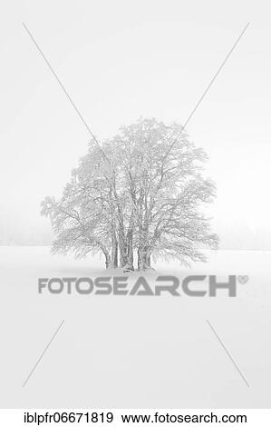 Stock Photo - Beech (Fagus) in dense fog, Switzerland, Europe. Fotosearch