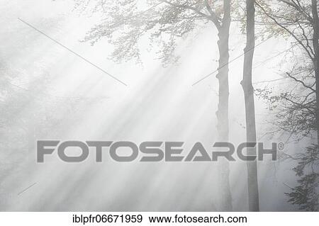 Beech forest and fog, Switzerland, Europe View Large Photo Image Stock Photo - Beech forest and fog, Switzerland, Europe. Fotosearch