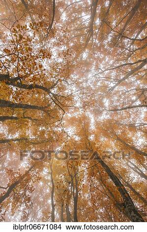 Picture - Beech forest in autumn, Switzerland, Europe. Fotosearch