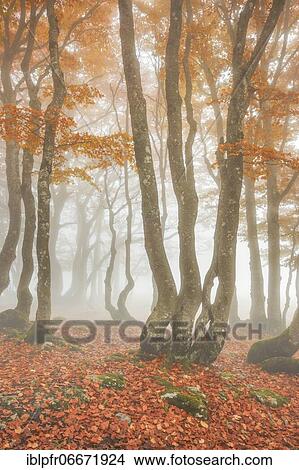 Beech forest in autumn, Switzerland, Europe View Large Photo Image Picture - Beech forest in autumn, Switzerland, Europe. Fotosearch