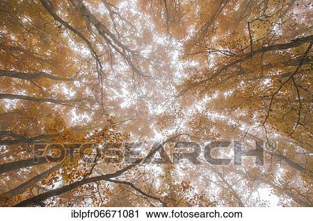 Beech forest in autumn, Switzerland, Europe View Large Photo Image Stock Image - Beech forest in autumn, Switzerland, Europe. Fotosearch