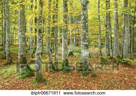 Beech forest in autumn, Switzerland, Europe View Large Photo Image Stock Image - Beech forest in autumn, Switzerland, Europe. Fotosearch