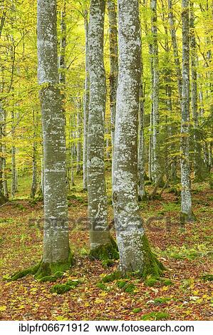 Beech forest in autumn, Switzerland, Europe View Large Photo Image Stock Image - Beech forest in autumn, Switzerland, Europe. Fotosearch