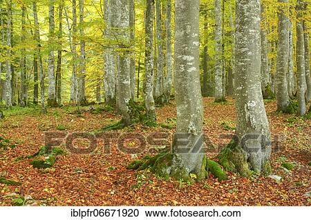 Beech forest in autumn, Switzerland, Europe View Large Photo Image Stock Image - Beech forest in autumn, Switzerland, Europe. Fotosearch