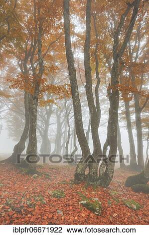 Beech forest in autumn, Switzerland, Europe View Large Photo Image Stock Image - Beech forest in autumn, Switzerland, Europe. Fotosearch
